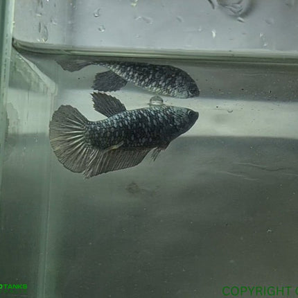 Copper Avatar HMPK Female Betta - Nano Tanks Australia Aquarium Shop