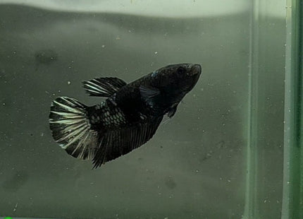 Copper Avatar HMPK Female Betta - Nano Tanks Australia Aquarium Shop