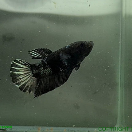Copper Avatar HMPK Female Betta - Nano Tanks Australia Aquarium Shop