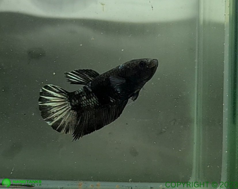 Copper Avatar HMPK Female Betta - Nano Tanks Australia Aquarium Shop