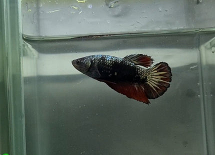 Copper Avatar HMPK Female Betta - Nano Tanks Australia Aquarium Shop
