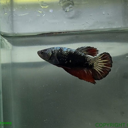 Copper Avatar HMPK Female Betta - Nano Tanks Australia Aquarium Shop