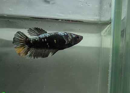 Copper Avatar HMPK Female Betta - Nano Tanks Australia Aquarium Shop