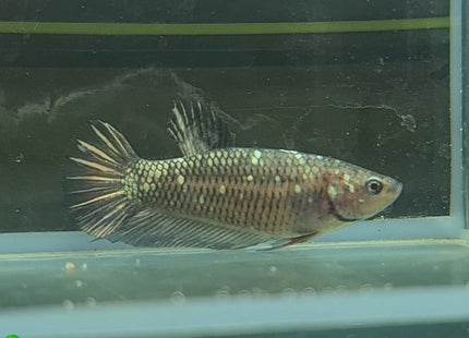 Copper Avatar HMPK Female Betta - Nano Tanks Australia Aquarium Shop