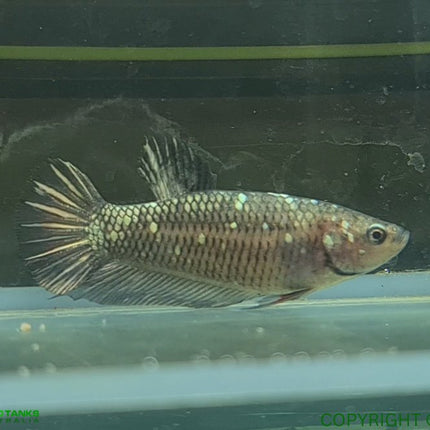 Copper Avatar HMPK Female Betta - Nano Tanks Australia Aquarium Shop