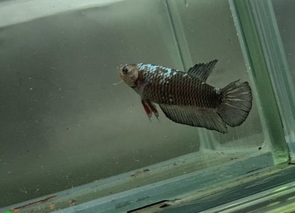 Copper Avatar HMPK Female Betta - Nano Tanks Australia Aquarium Shop