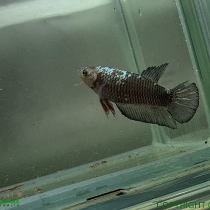 Copper Avatar HMPK Female Betta - Nano Tanks Australia Aquarium Shop