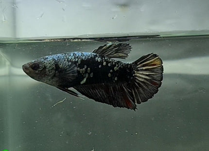 Copper Avatar HMPK Female Betta - Nano Tanks Australia Aquarium Shop