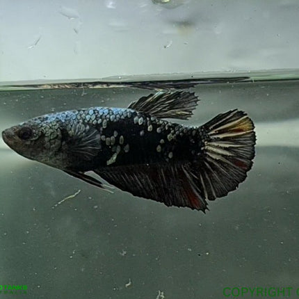 Copper Avatar HMPK Female Betta - Nano Tanks Australia Aquarium Shop
