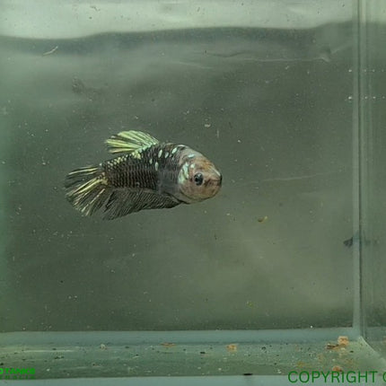 Copper Avatar HMPK Female Betta - Nano Tanks Australia Aquarium Shop