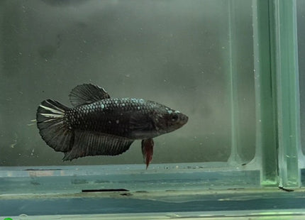 Copper Avatar HMPK Female Betta - Nano Tanks Australia Aquarium Shop
