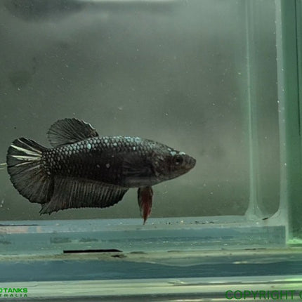 Copper Avatar HMPK Female Betta - Nano Tanks Australia Aquarium Shop
