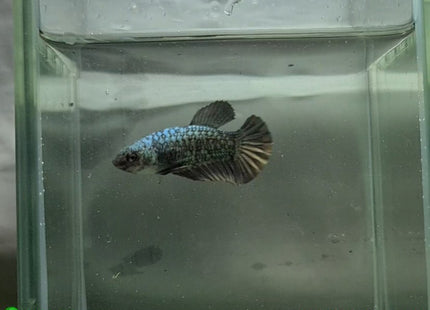 Copper Avatar HMPK Female Betta - Nano Tanks Australia Aquarium Shop