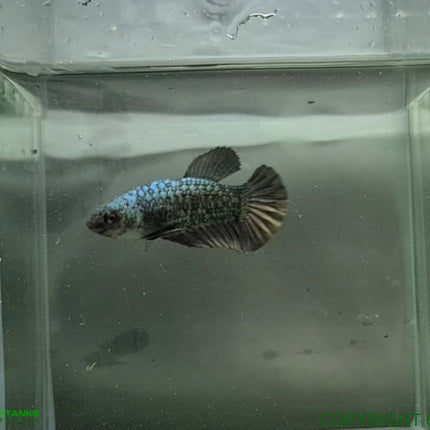 Copper Avatar HMPK Female Betta - Nano Tanks Australia Aquarium Shop