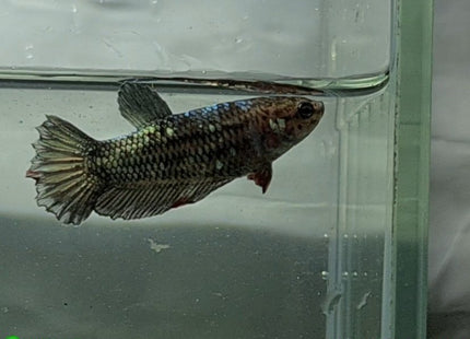 Copper Avatar HMPK Female Betta - Nano Tanks Australia Aquarium Shop