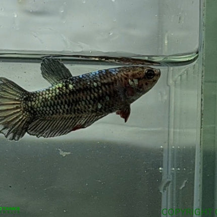 Copper Avatar HMPK Female Betta - Nano Tanks Australia Aquarium Shop