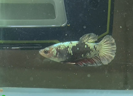 Copper Avatar HMPK Female Betta - Nano Tanks Australia Aquarium Shop