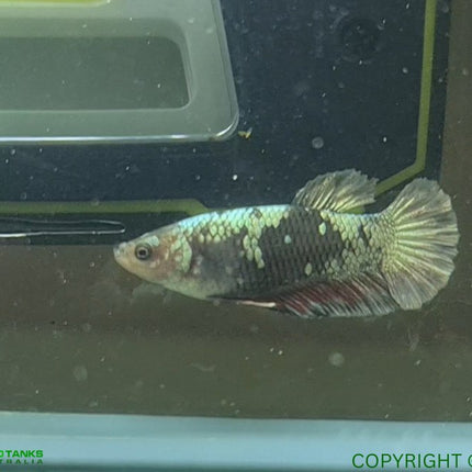 Copper Avatar HMPK Female Betta - Nano Tanks Australia Aquarium Shop