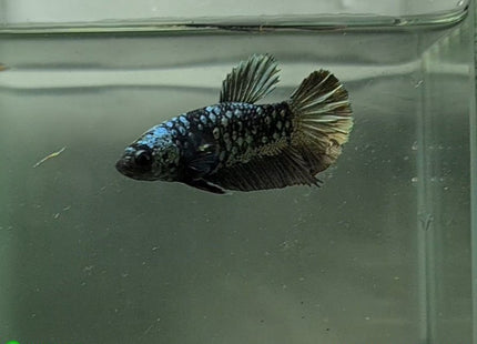 Copper Avatar HMPK Female Betta - Nano Tanks Australia Aquarium Shop