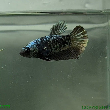 Copper Avatar HMPK Female Betta - Nano Tanks Australia Aquarium Shop