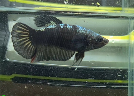 Copper Avatar HMPK Female Betta - Nano Tanks Australia Aquarium Shop