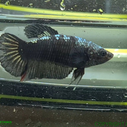 Copper Avatar HMPK Female Betta - Nano Tanks Australia Aquarium Shop