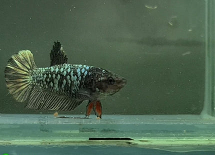 Copper Avatar HMPK Female Betta - Nano Tanks Australia Aquarium Shop