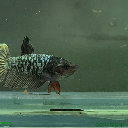Copper Avatar HMPK Female Betta - Nano Tanks Australia Aquarium Shop