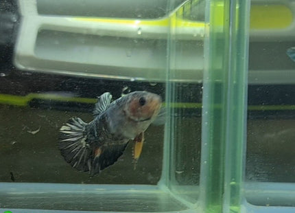 Copper Avatar HMPK Female Betta - Nano Tanks Australia Aquarium Shop