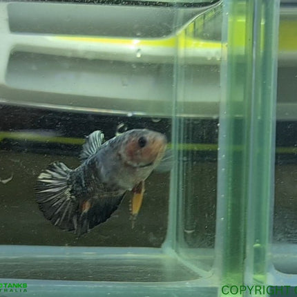 Copper Avatar HMPK Female Betta - Nano Tanks Australia Aquarium Shop