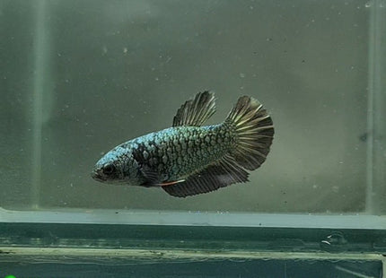 Copper Avatar HMPK Female Betta - Nano Tanks Australia Aquarium Shop
