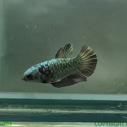 Copper Avatar HMPK Female Betta - Nano Tanks Australia Aquarium Shop