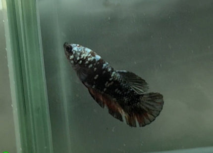 Copper Avatar HMPK Female Betta - Nano Tanks Australia Aquarium Shop