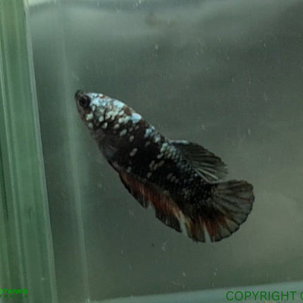 Copper Avatar HMPK Female Betta - Nano Tanks Australia Aquarium Shop