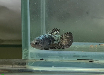 Copper Avatar HMPK Female Betta - Nano Tanks Australia Aquarium Shop