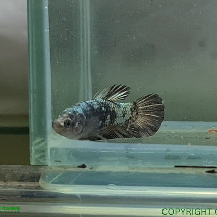 Copper Avatar HMPK Female Betta - Nano Tanks Australia Aquarium Shop
