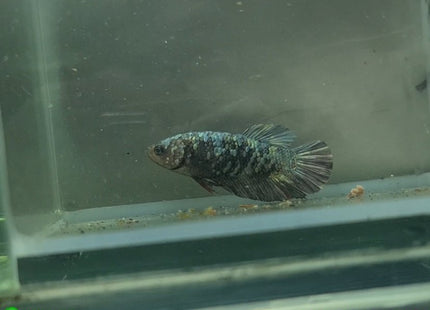 Copper Avatar HMPK Female Betta - Nano Tanks Australia Aquarium Shop