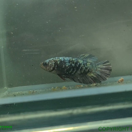 Copper Avatar HMPK Female Betta - Nano Tanks Australia Aquarium Shop