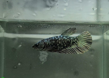 Copper Avatar HMPK Female Betta - Nano Tanks Australia Aquarium Shop