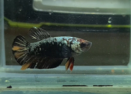 Copper Avatar HMPK Female Betta - Nano Tanks Australia Aquarium Shop