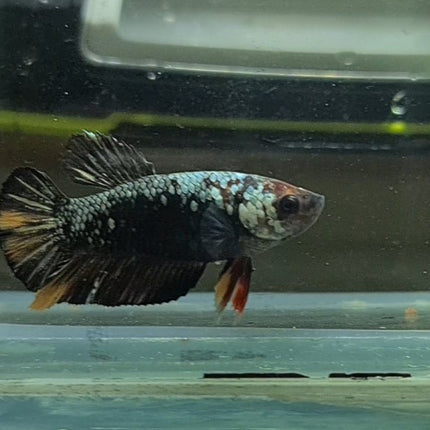 Copper Avatar HMPK Female Betta - Nano Tanks Australia Aquarium Shop