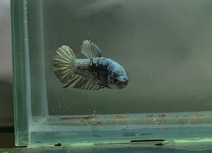 Copper Avatar HMPK Female Betta - Nano Tanks Australia Aquarium Shop