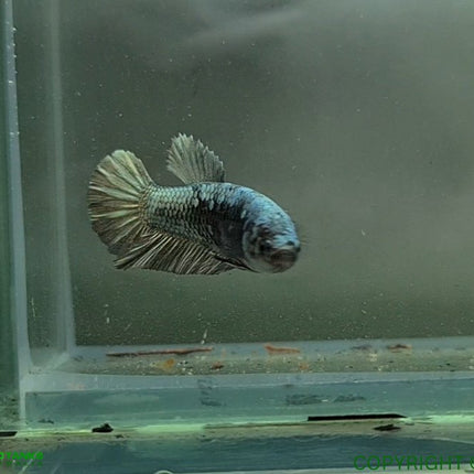 Copper Avatar HMPK Female Betta - Nano Tanks Australia Aquarium Shop