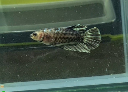 Copper Avatar HMPK Female Betta - Nano Tanks Australia Aquarium Shop
