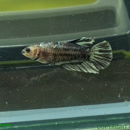 Copper Avatar HMPK Female Betta - Nano Tanks Australia Aquarium Shop