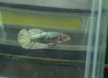 Copper Avatar HMPK Female Betta - Nano Tanks Australia Aquarium Shop