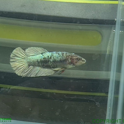 Copper Avatar HMPK Female Betta - Nano Tanks Australia Aquarium Shop