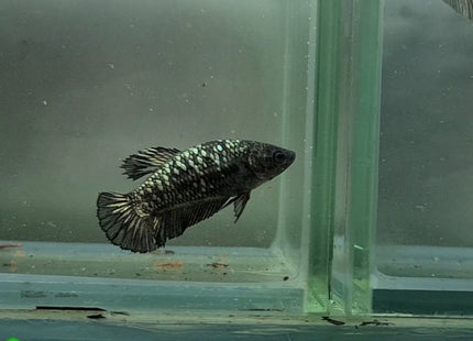 Copper Avatar HMPK Female Betta - Nano Tanks Australia Aquarium Shop