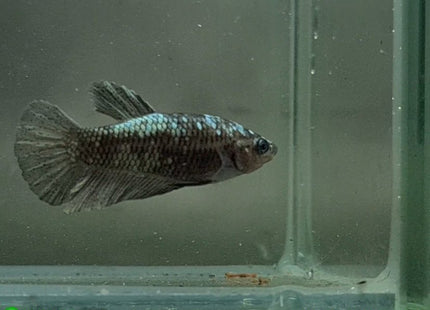 Copper Avatar HMPK Female Betta - Nano Tanks Australia Aquarium Shop