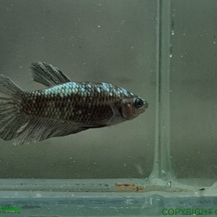 Copper Avatar HMPK Female Betta - Nano Tanks Australia Aquarium Shop